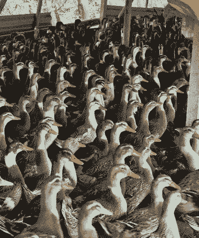 养什么鸭最赚钱