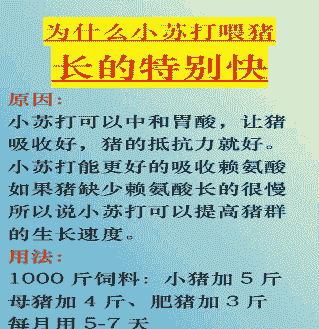 养猪方法喂什么长得快