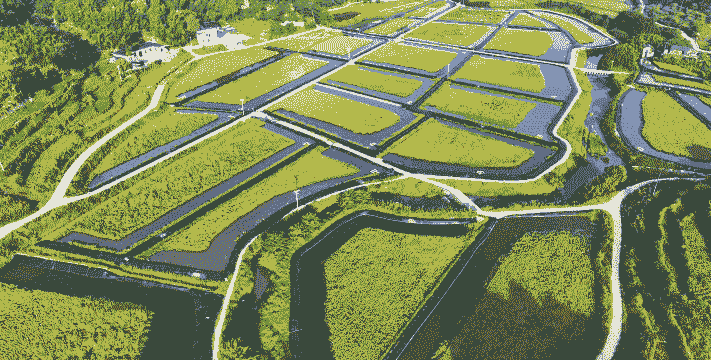 稻田养殖什么好