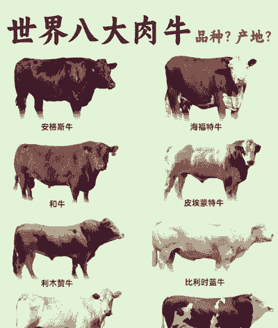 肉牛什么品种最好
