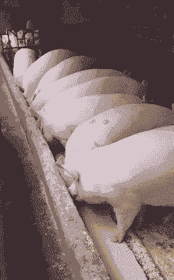 养猪喂什么长得快