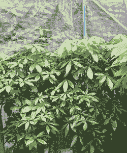 广东种什么树最赚钱