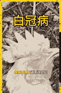 鸡的鸡冠发白是什么病