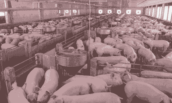 湖南养殖业什么最赚钱农村