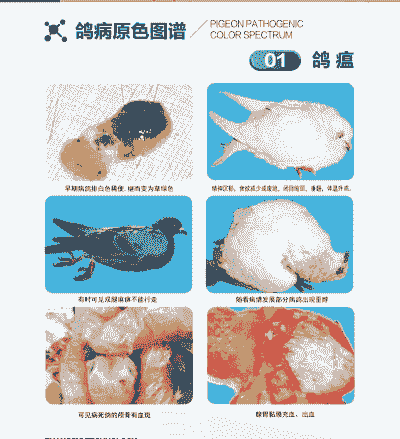 鸽子会生什么病