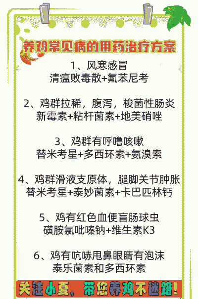 养鸡要什么技术