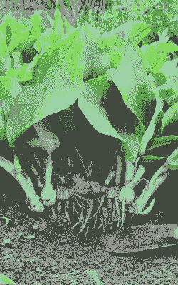 广东农村种什么好