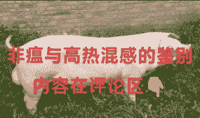 猪发烧反弹什么原因