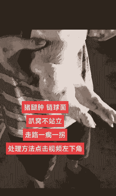 小猪关节肿大什么原因