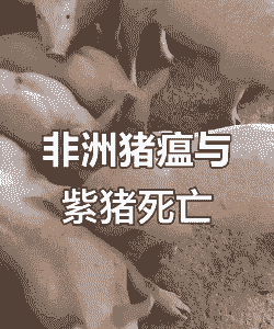 猪死后发紫是什么病