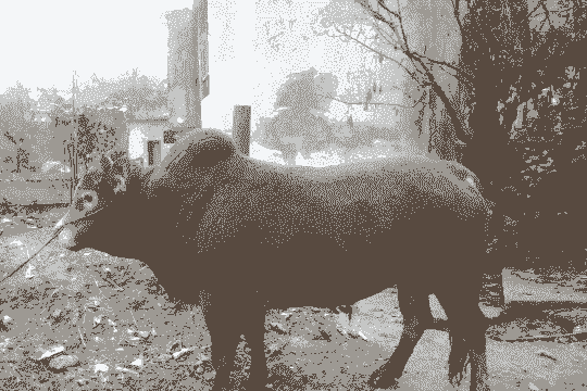 贵州养殖业什么最赚钱