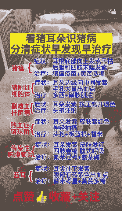 猪耳朵红是什么原因