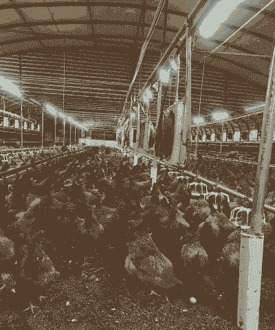 广西养殖业什么最赚钱