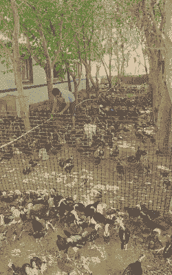 河南养殖业什么最赚钱农村