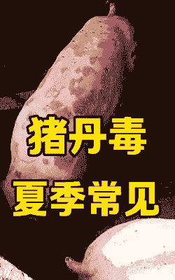 猪吃什么很快中毒