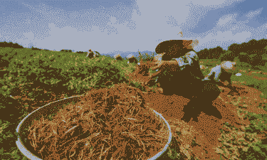 河北种植什么最赚钱