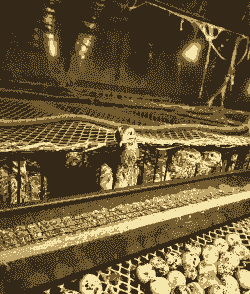 养殖鹌鹑为什么赔钱