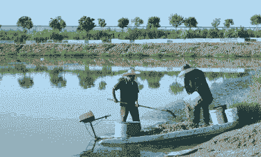 滩涂养殖什么最赚钱