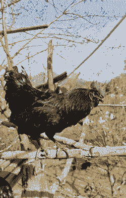 为什么没人养殖乌鸡