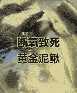 鱼缸养泥鳅为什么老死