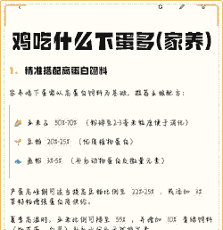 家养鸡吃什么下蛋多