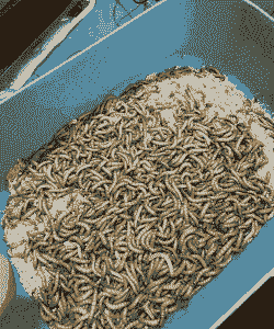 黄粉虫吃什么长的快