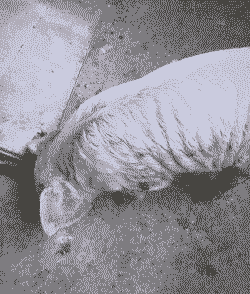 猪身上长脓包是什么病