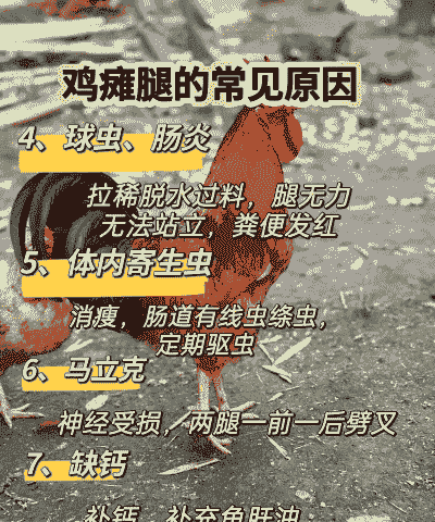 肉鸡瘫痪了是什么原因