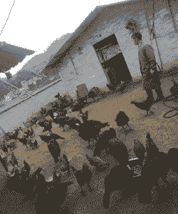 云南养殖业什么最赚钱农村