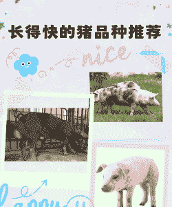 什么猪好养长的又快