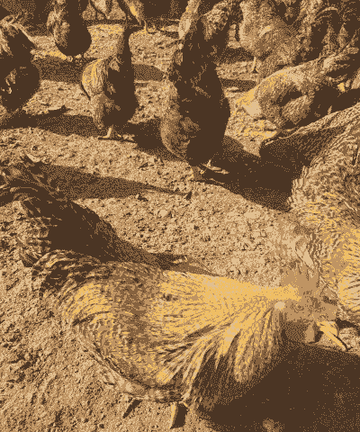 芦花鸡是什么鸡