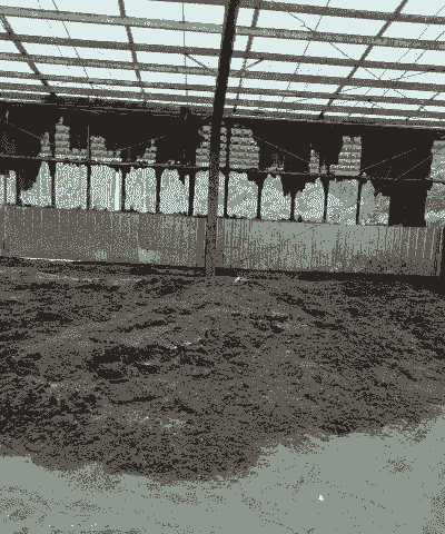 利用猪粪可以种植什么