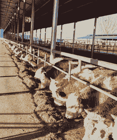 农村养什么牛最赚钱