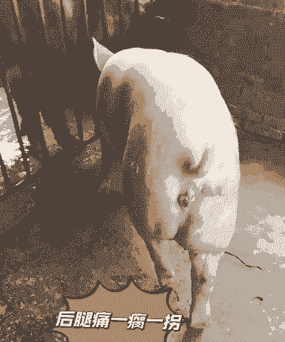 猪瘫痪是什么原因