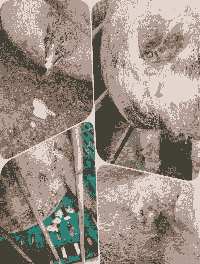 母猪产后流清水