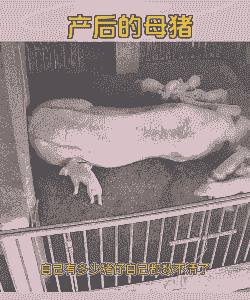 母猪产后压猪崽