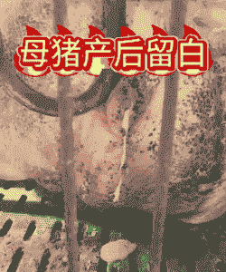 母猪产后出子宫