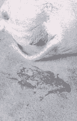 母猪产后流黑水