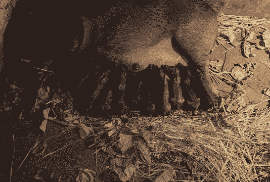 母猪产后流黑色