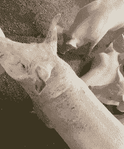 母猪产后耳尖发紫