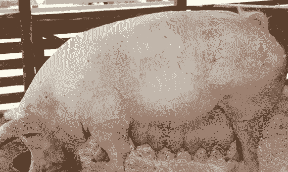 母猪产后还很胖