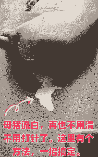母猪产后吐泡沫