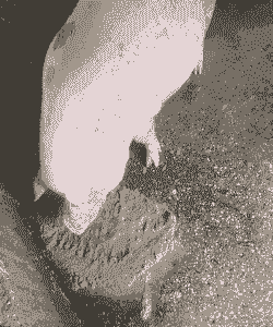 母猪产后满身红点