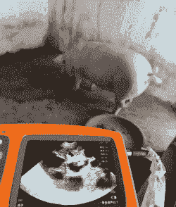 母猪产后检测猪瘟