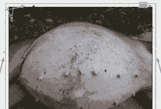 母猪生产后胀气