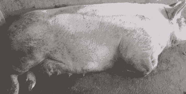 母猪产后喘发抖