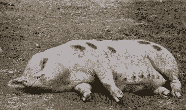 母猪产后不能站立