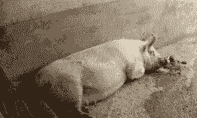 母猪产后没胃口