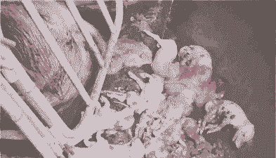 母猪流产后血流