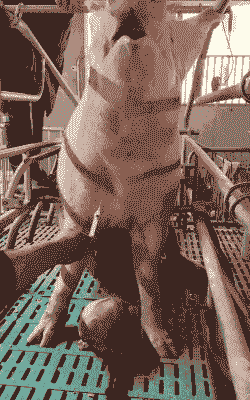 母猪产后打针出血